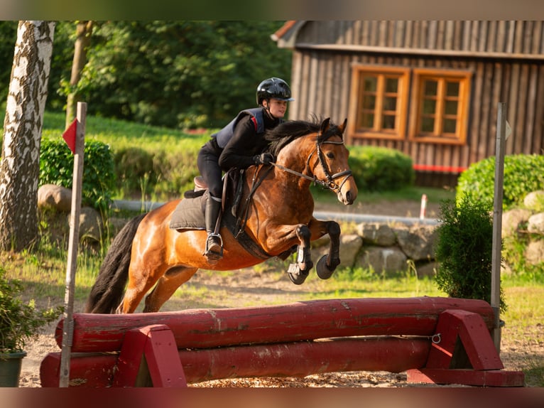 Poney New Forest Jument 7 Ans 137 cm Bai in Dahme