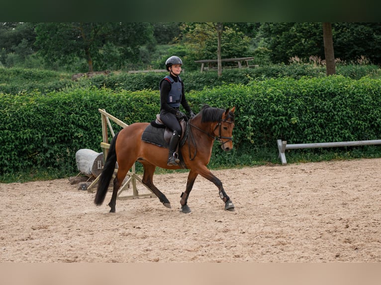 Poney New Forest Jument 7 Ans 137 cm Bai in Dahme