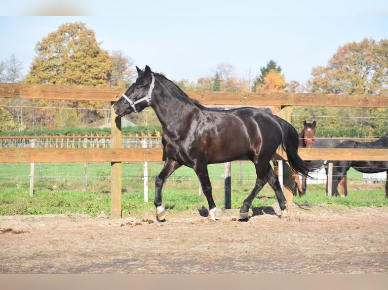 Poney New Forest Jument 7 Ans 138 cm Noir in Achtmaal
