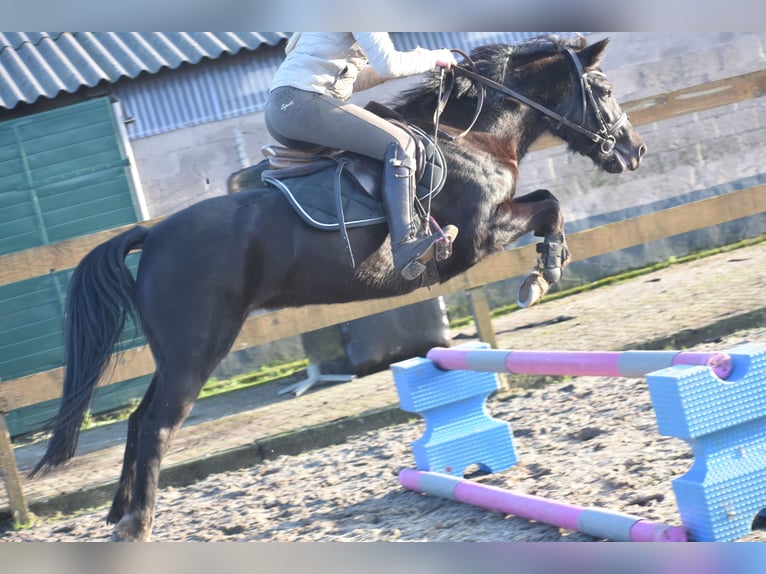 Poney New Forest Jument 7 Ans 138 cm Noir in Achtmaal