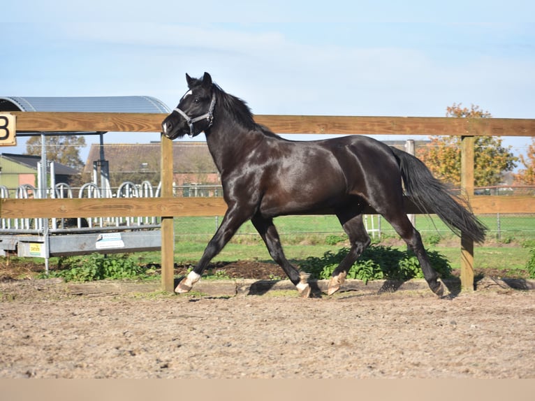 Poney New Forest Jument 7 Ans 138 cm Noir in Achtmaal