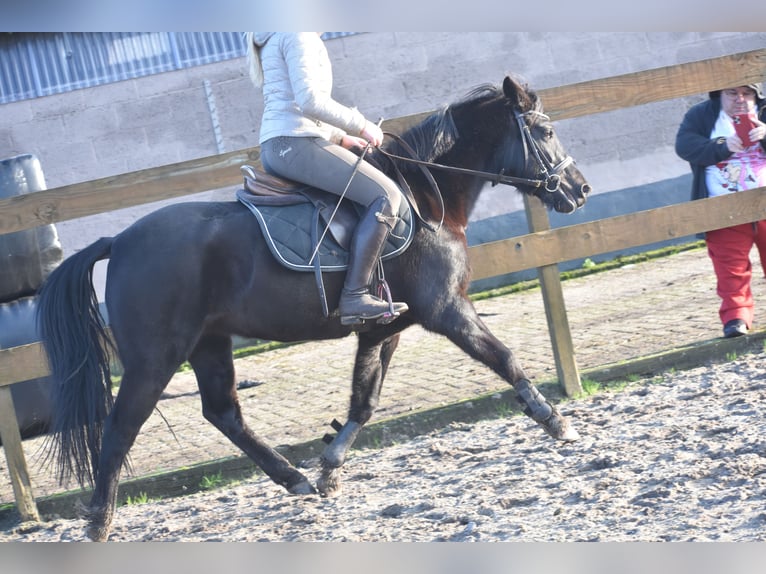 Poney New Forest Jument 7 Ans 138 cm Noir in Achtmaal