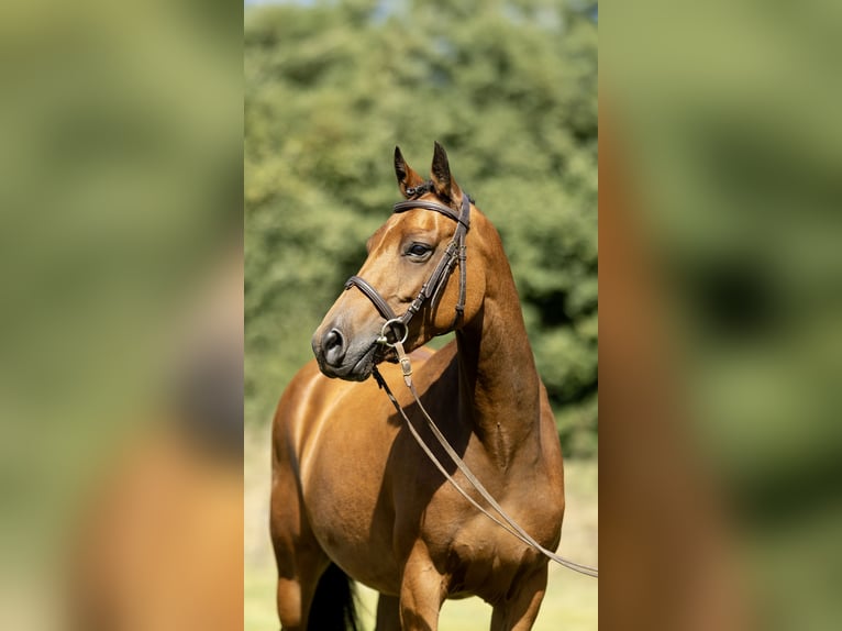 Poney New Forest Jument 7 Ans 142 cm Bai in Heinzenbach