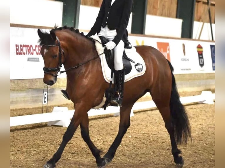 Poney New Forest Jument 7 Ans 142 cm Bai in Strassen