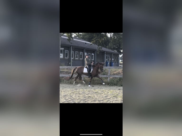 Poney New Forest Jument 7 Ans 147 cm Alezan in Borger