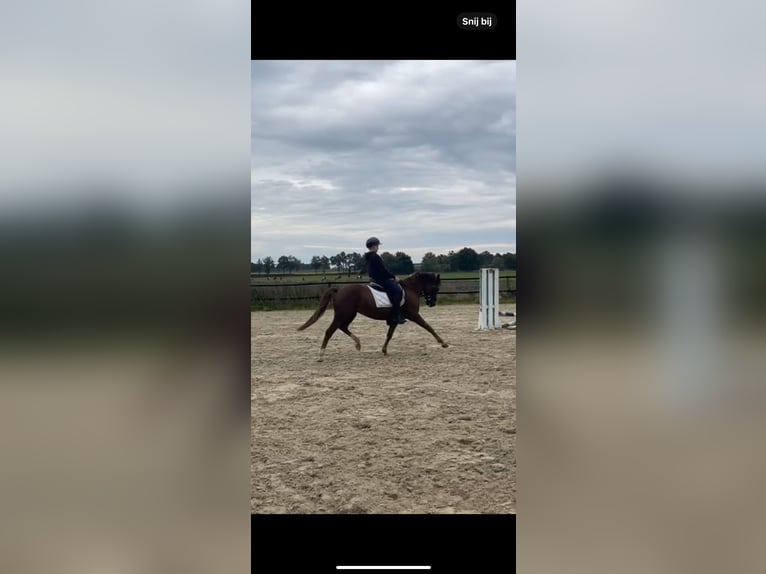 Poney New Forest Jument 7 Ans 147 cm Alezan in Borger