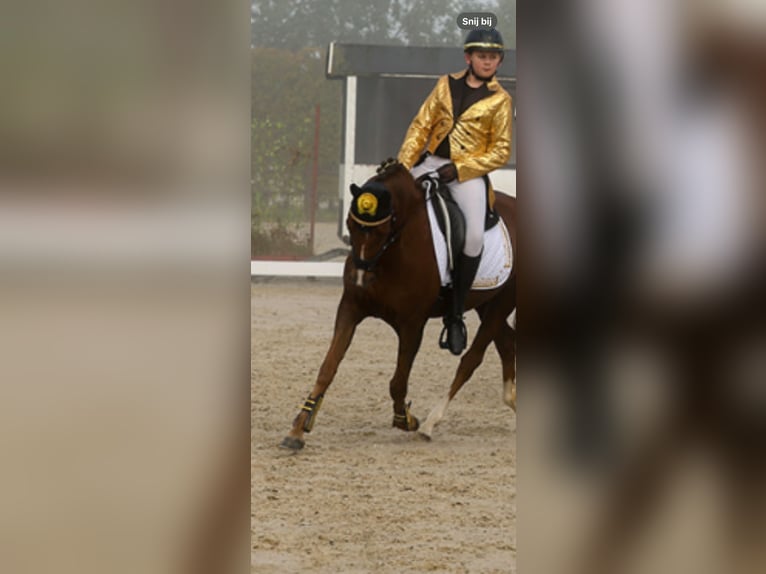 Poney New Forest Jument 7 Ans 147 cm Alezan in Borger