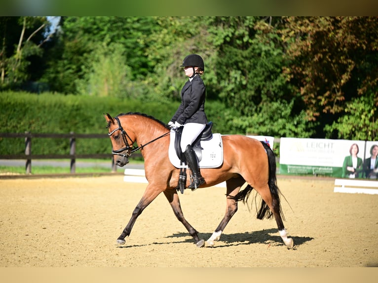 Poney New Forest Jument 7 Ans 148 cm Bai in Sendenhorst