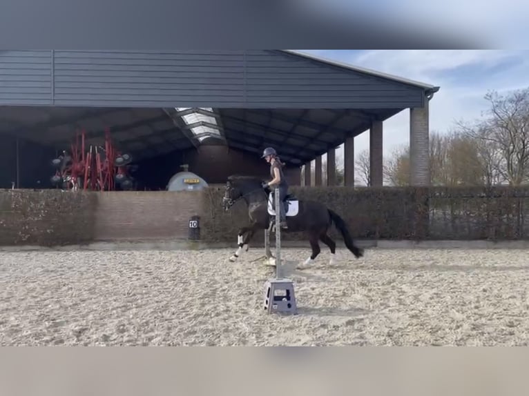 Poney New Forest Jument 7 Ans 148 cm Noir in Molenweg 73 Koningsbosch