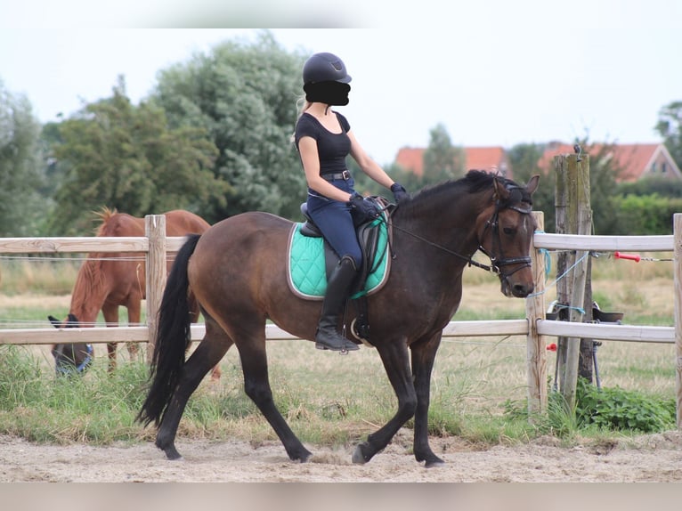 Poney New Forest Jument 8 Ans 146 cm Bai in Gapinge