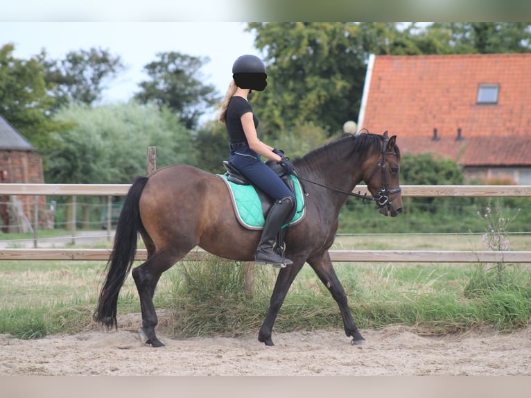 Poney New Forest Jument 8 Ans 146 cm Bai in Gapinge