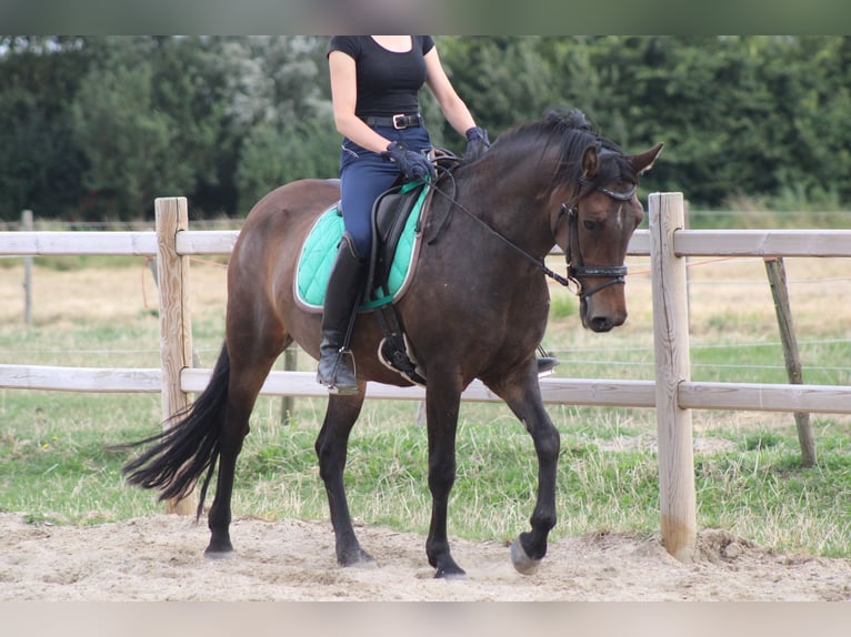 Poney New Forest Jument 8 Ans 146 cm Bai in Gapinge