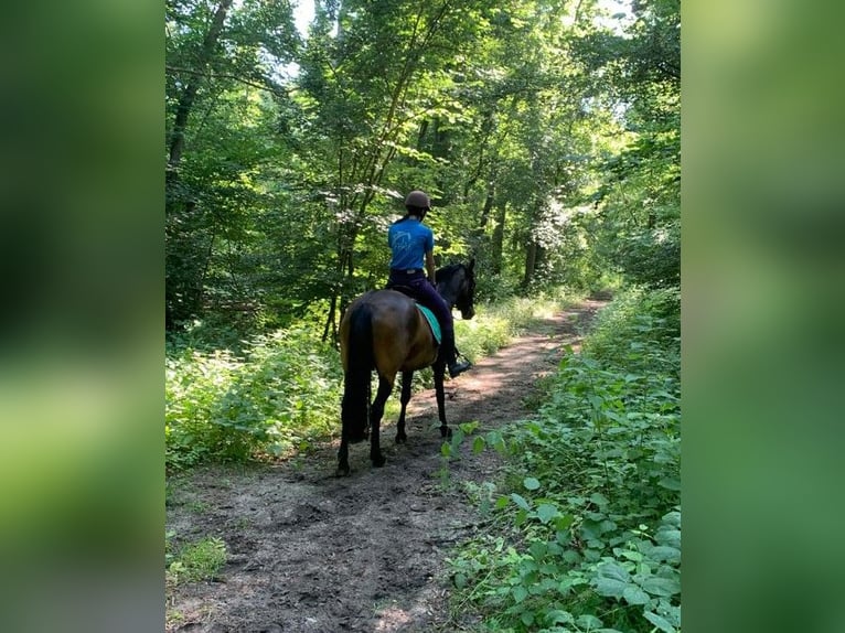 Poney New Forest Jument 8 Ans 146 cm Bai in Gapinge