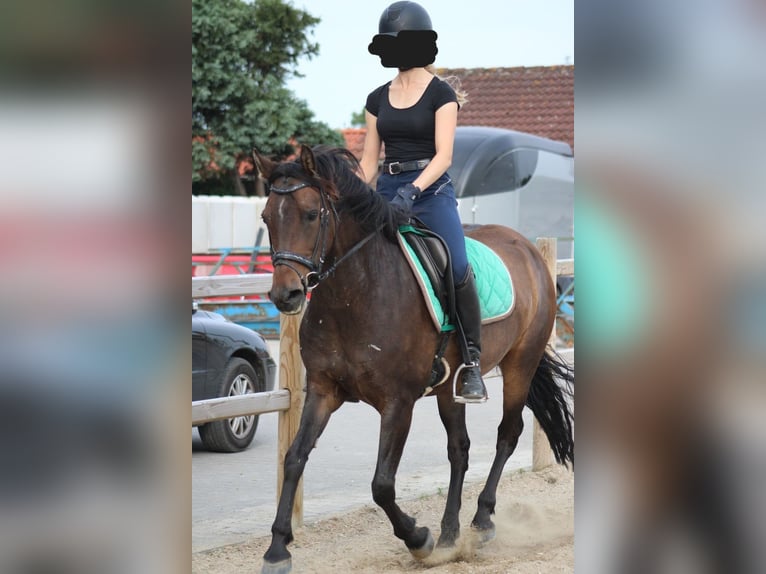 Poney New Forest Jument 8 Ans 146 cm Bai in Gapinge