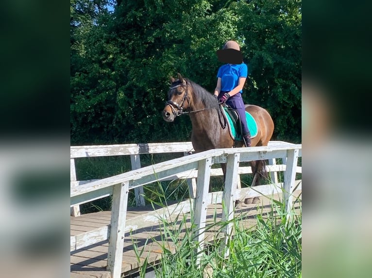 Poney New Forest Jument 8 Ans 146 cm Bai in Gapinge