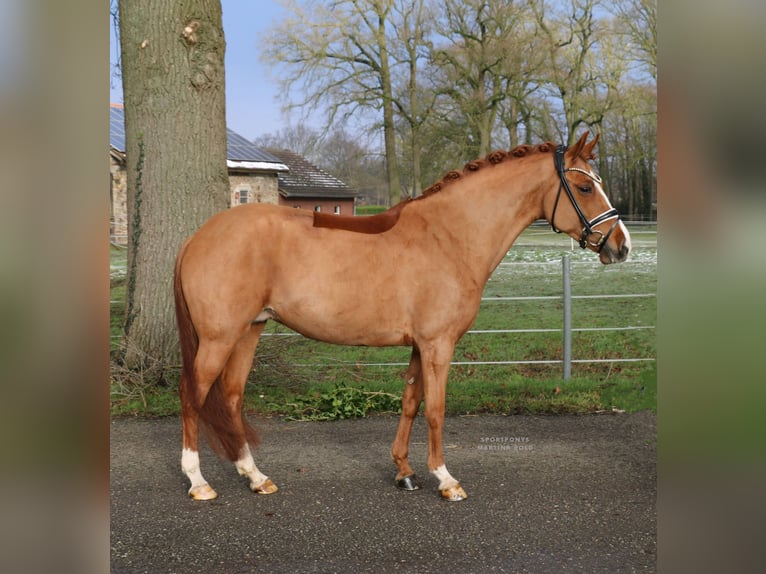 Poney New Forest Jument 8 Ans 147 cm Alezan in Recke, bei Osnabrück