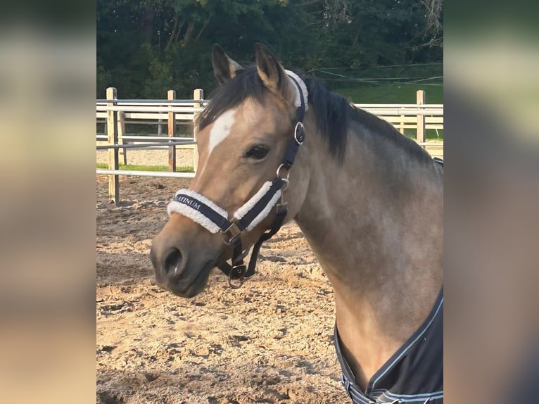 Poney New Forest Jument 9 Ans 144 cm Buckskin in Zwanenburg