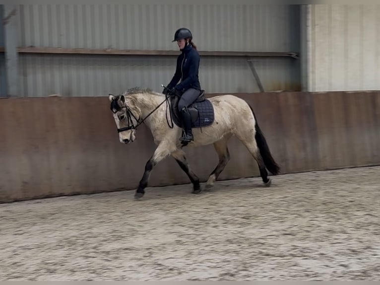 Poney New Forest Jument 9 Ans 146 cm Isabelle in Zieuwent