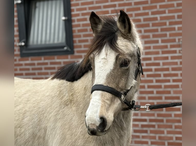 Poney New Forest Jument 9 Ans 146 cm Isabelle in Zieuwent