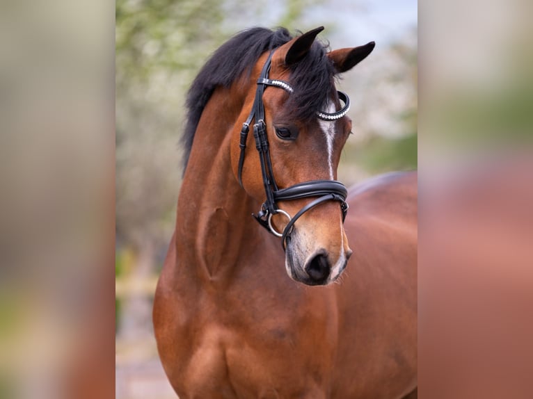 Poney New Forest Jument 9 Ans 147 cm Bai in Geleen