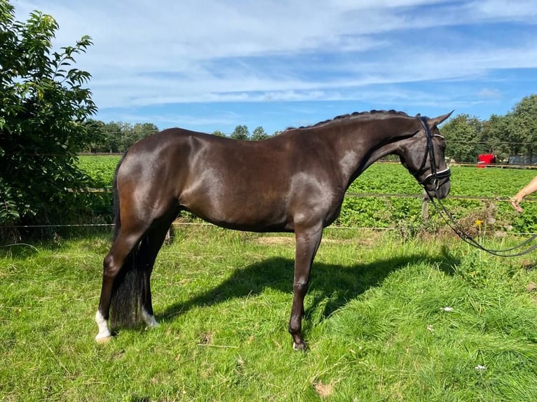Poney New Forest Jument 9 Ans 148 cm Bai brun foncé in Kaulille