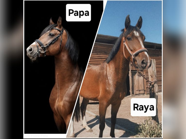 Poney New Forest Jument 9 Ans 152 cm Bai in Zülow