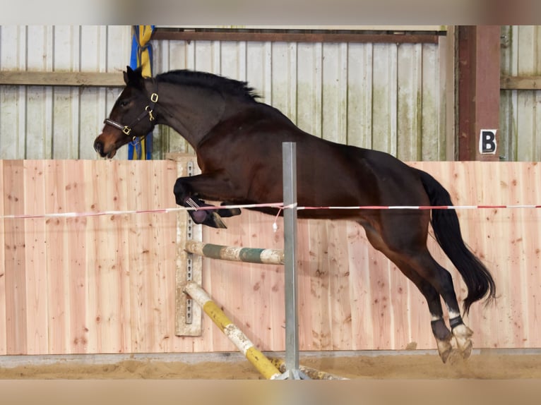 Poney New Forest Jument 9 Ans 152 cm Bai in Zülow