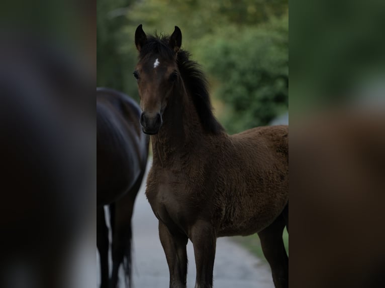 Poney New Forest Jument Poulain (04/2025) 147 cm Bai in Wisch