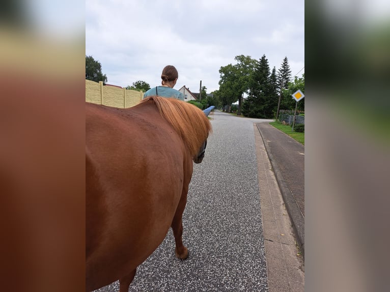 Poneys Mongols Jument 10 Ans 140 cm Alezan in Kümmernitztal