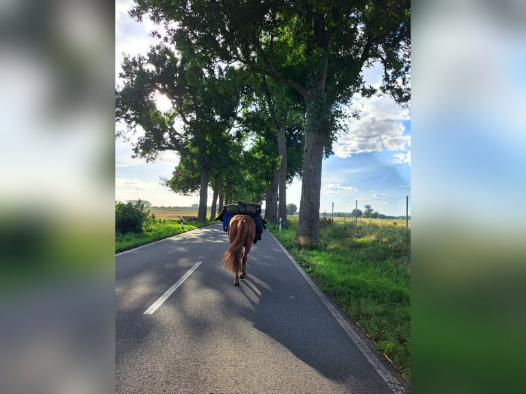 Poneys Mongols Jument 10 Ans 140 cm Alezan in Kümmernitztal