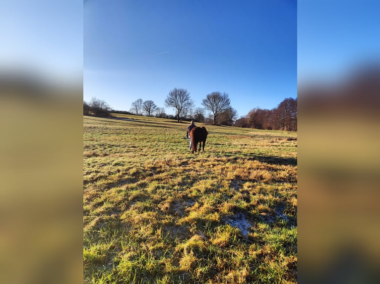 Poneys Mongols Jument 10 Ans 140 cm Alezan in Kümmernitztal