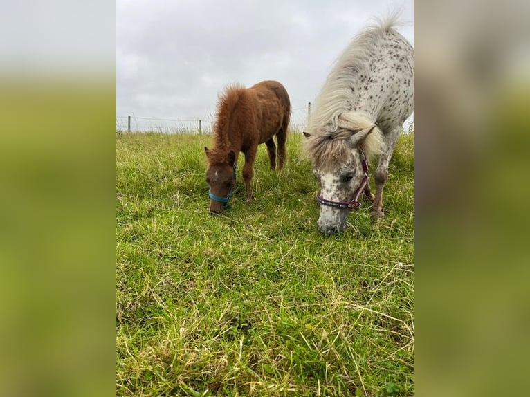 Poneys Shetland Étalon 10 Ans 79 cm Léopard in Schönwalde am Bungsberg