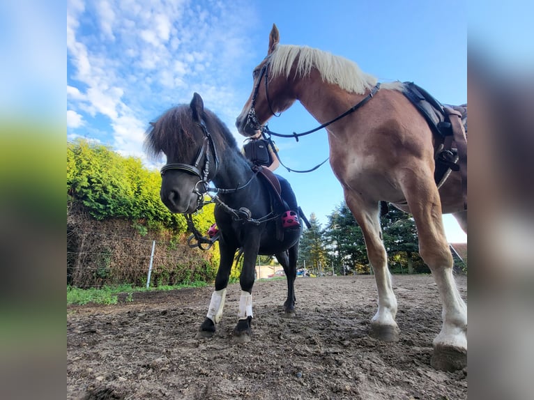Poneys Shetland Étalon 11 Ans 100 cm Noir in Boizenburg