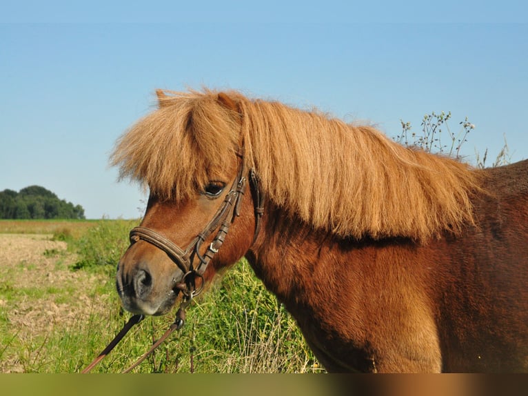 Poneys Shetland Étalon 11 Ans Alezan in amillis