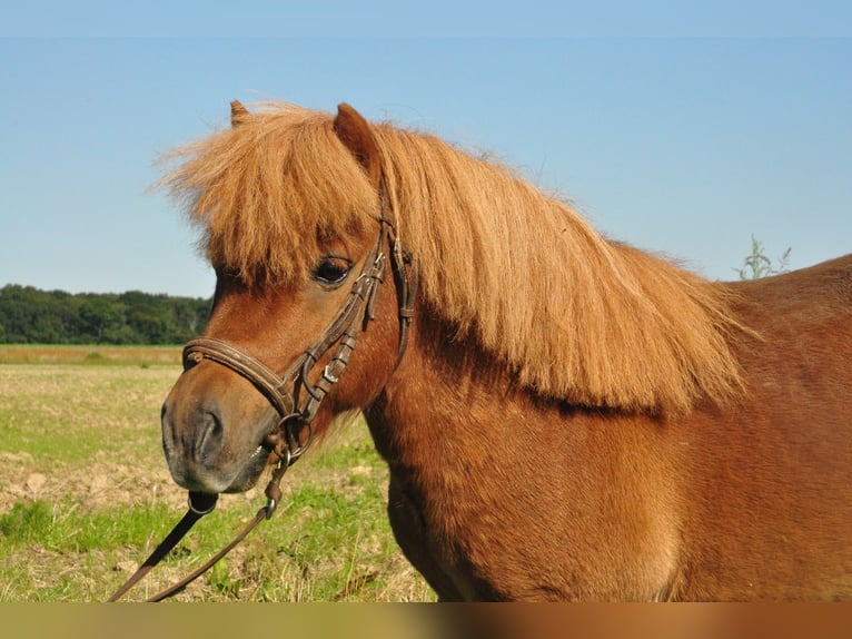 Poneys Shetland Étalon 11 Ans Alezan in amillis