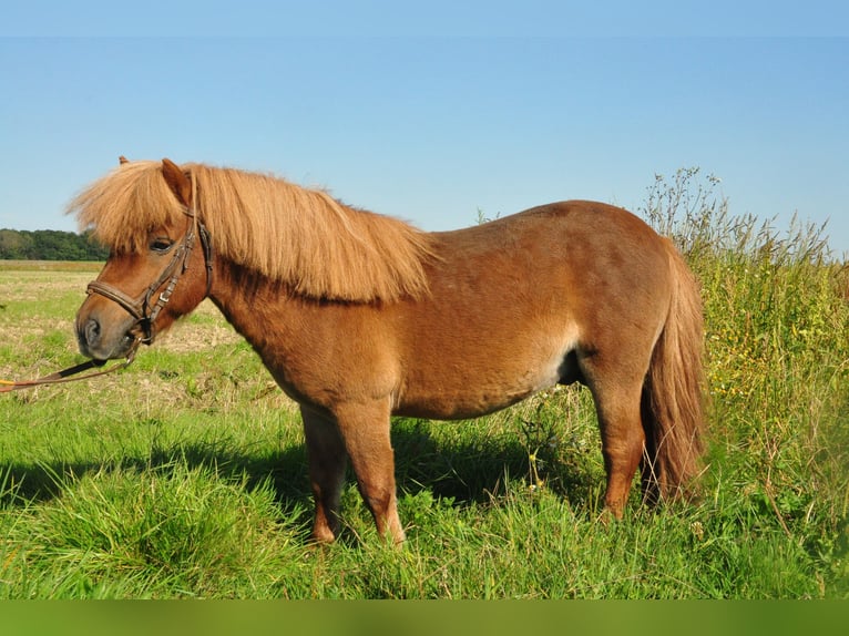 Poneys Shetland Étalon 11 Ans Alezan in amillis