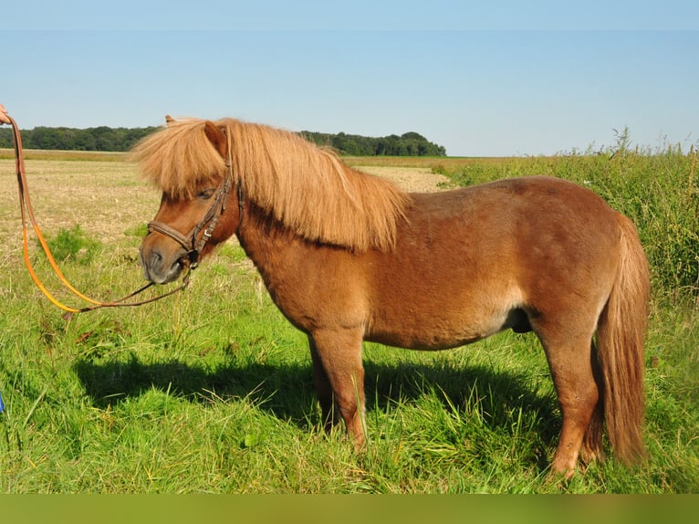 Poneys Shetland Étalon 11 Ans Alezan in amillis