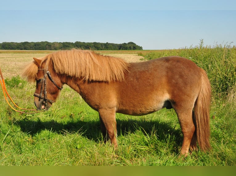 Poneys Shetland Étalon 11 Ans Alezan in amillis