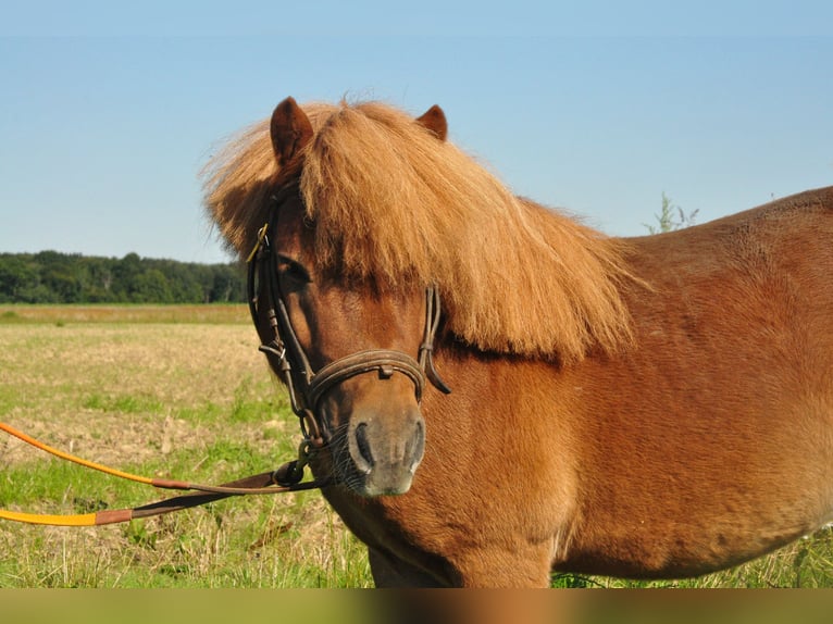 Poneys Shetland Étalon 11 Ans Alezan in amillis