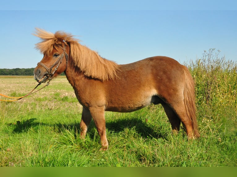 Poneys Shetland Étalon 11 Ans Alezan in amillis