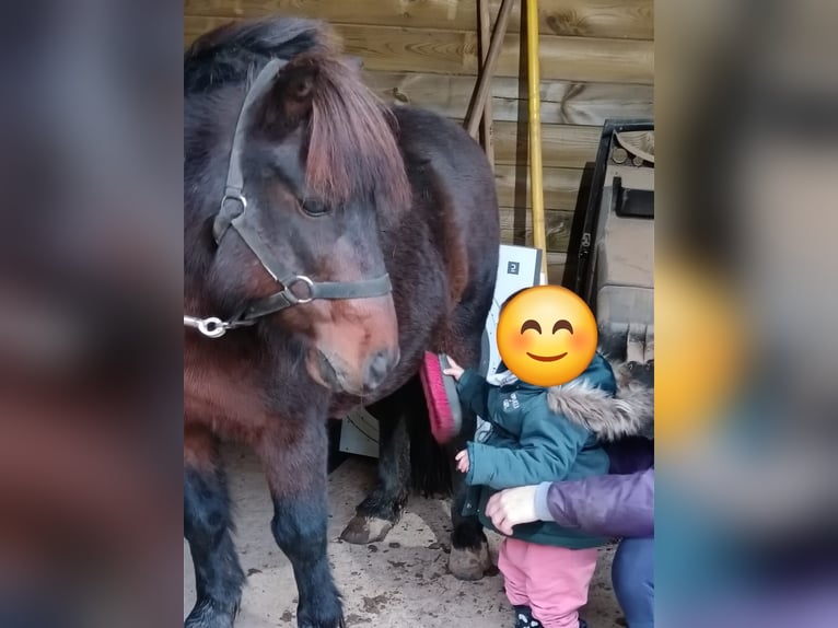 Poneys Shetland Croisé Étalon 12 Ans 110 cm Bai brun in Deux sèvres