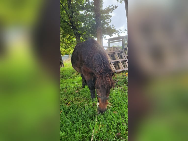 Poneys Shetland Croisé Étalon 12 Ans 110 cm Bai brun in Deux sèvres