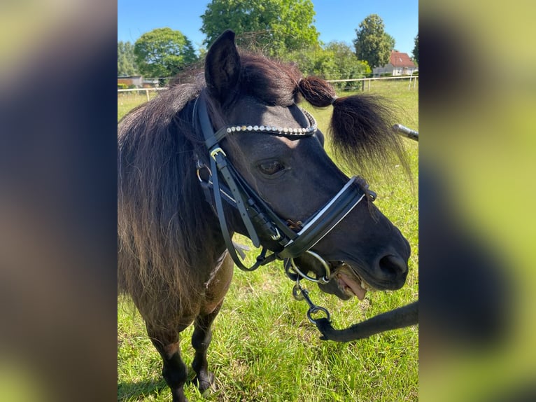 Poneys Shetland Étalon 12 Ans 91 cm Noir in Lübeck