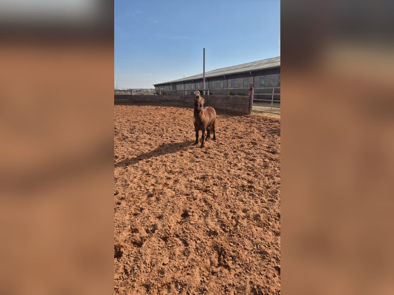 Poneys Shetland Étalon 13 Ans 80 cm Alezan in Ars-sur-Moselle