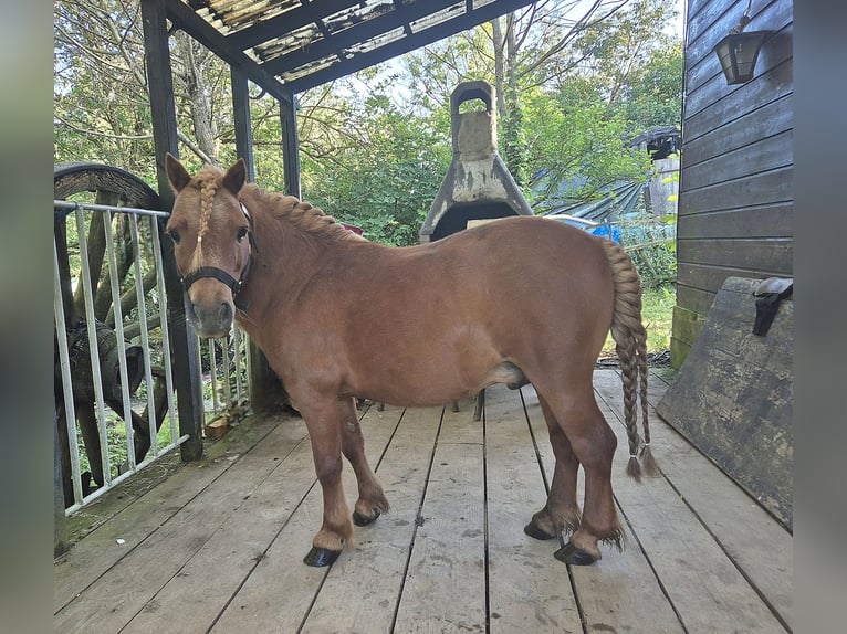 Poneys Shetland Étalon 13 Ans 80 cm Alezan in Ars-sur-Moselle