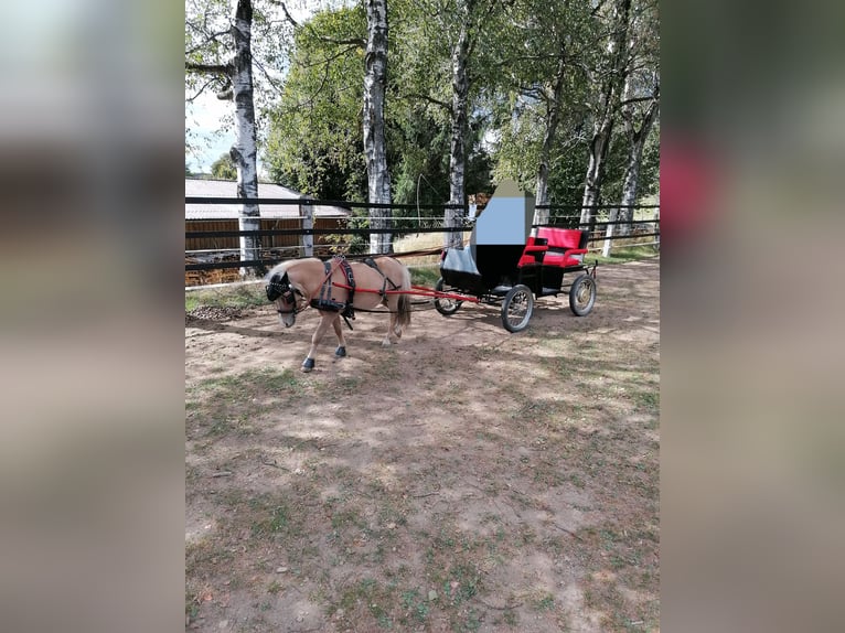 Poneys Shetland Étalon 13 Ans 99 cm in Meinerzhagen