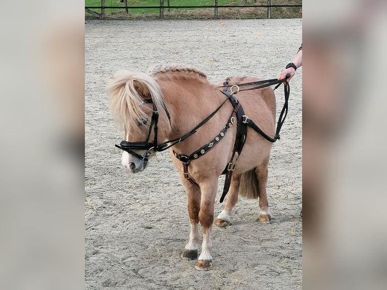 Poneys Shetland Étalon 13 Ans 99 cm in Meinerzhagen