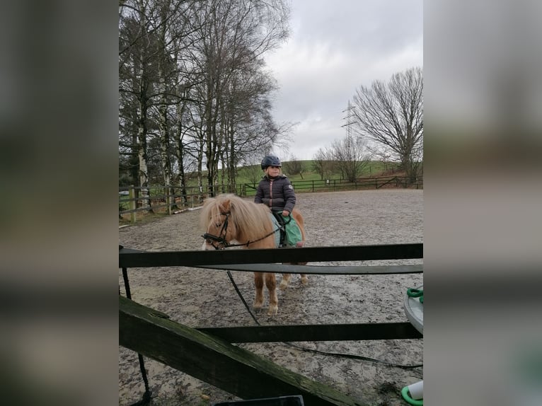 Poneys Shetland Étalon 13 Ans 99 cm in Meinerzhagen