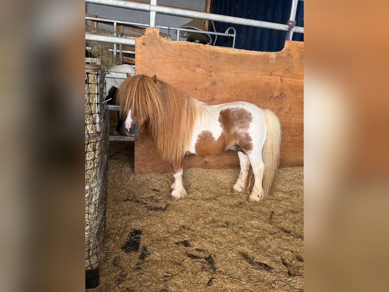 Poneys Shetland Étalon 14 Ans 85 cm Pinto in Daleiden