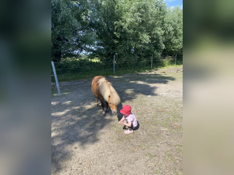 Poneys Shetland Étalon 14 Ans 88 cm Alezan in Wangerland